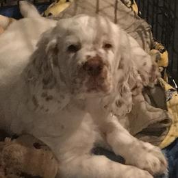 Clumber Spaniel Puppies from Lake Desire Clumber Spaniels
