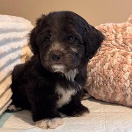 Otis - Black & white male Maltipoo puppy in Bakersfield, California from Silvia's Maltipoos