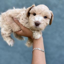Boy 1 - Wheaten male Miniature Schnauzer puppy in Santa Ana, California from Thehood_weenies