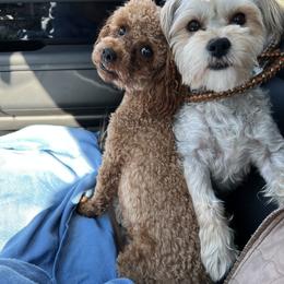 Puppichino / Morkie - Assorted Doodle Crosses