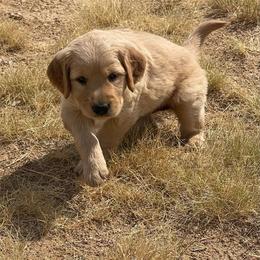 Josie - Golden female Golden Retriever puppy in Wellington, Colorado from High Country Golden Retrievers