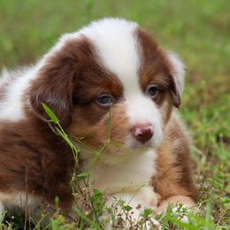 Kai - Red merle male Toy Australian Shepherd puppy in Bauxite, Arkansas from J and B Mini Aussies