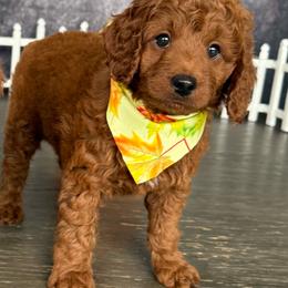 AKC-Copper - Red  male Poodle puppy in Cape Coral, Florida from Ruby the poodle