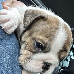 Bulldogs from Argos Bully Family