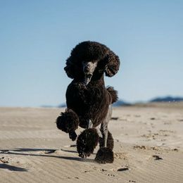 Poodle All Grown Up from Raventree Poodles