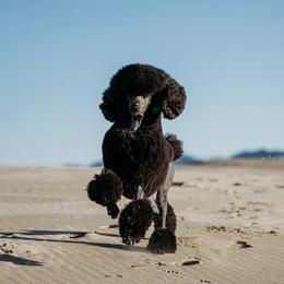 Poodle All Grown Up from Raventree Poodles