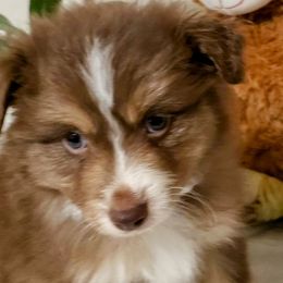 Red Tri Male 1 - Red Miniature Australian Shepherd puppy in Galesburg, Illinois from Blessed Knights Mini Aussies