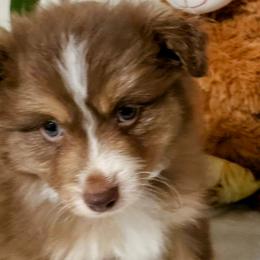 Red Tri Male 1 - Red Miniature Australian Shepherd puppy in Galesburg, Illinois from Blessed Knights Mini Aussies