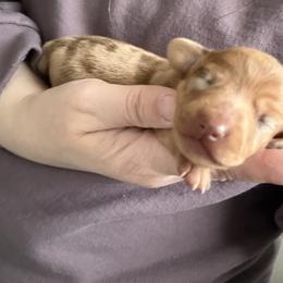 Red dapple girl - Dapple female Dachshund puppy in Ironton, Missouri from Kalua's Doxies