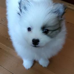 Dash - Tri-colored male Pomeranian puppy in Bellevue, Iowa from Fluffy Wonders Poms and Doodles