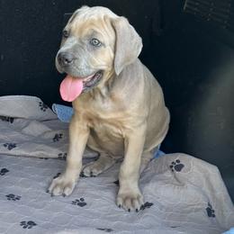 Yellow Collar Female - Fawn female Cane Corso puppy in Aiken, South Carolina from Hazel’s House of Cane Corso