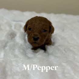 Pepper - Red  male Goldendoodle puppy in Graham, North Carolina from Geise Meadow Doodles