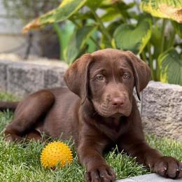 Labrador Retriever Puppies from The Homestead at Little Creek