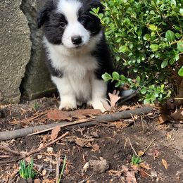 Border Collie Puppies from Beloved Border Collies