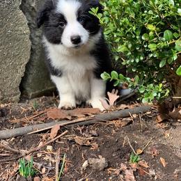 Border Collie Puppies from Beloved Border Collies