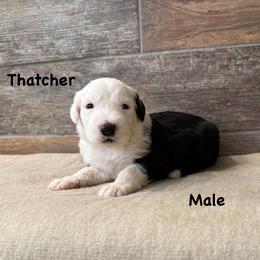 Thatcher - Gray and white male Old English Sheepdog puppy in Blackfoot, Idaho from What the Fluff Old English Sheepdog