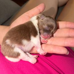 KitKat - Chocolate parti male Pomeranian puppy in Stanton, California from Pure hearts