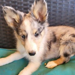 Shetland Sheepdogs from Double M Ranch