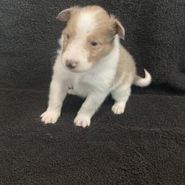 Jacob - Sable merle and white male Shetland Sheepdog puppy in Commiskey, Indiana from Windy Haven Farm