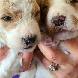 Goldendoodles from Nichols family k9s