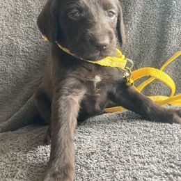 Yellow girl - Liver female German Shorthaired Pointer puppy in Morley, Michigan from Winsome Farm