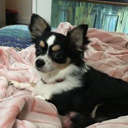 Reno - Chihuahua