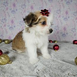 Jenna toy - Sable female Aussiedoodle puppy in Doerun, Georgia from Twig & Tail Puppies