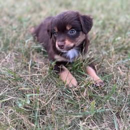 Peach - Red tri female Miniature Australian Shepherd puppy in Ellendale, North Dakota from Ark Acres Kennels