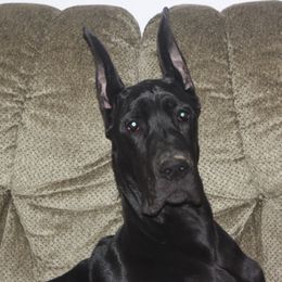 Great Dane Puppies from Dunn Right Ranch