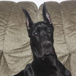 Great Dane Puppies from Dunn Right Ranch