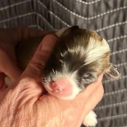 Girl 5 - female Pembroke Welsh Corgi puppy in Lima, New York from Hickory Springs Corgis