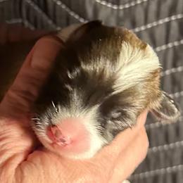 Girl 5 - female Pembroke Welsh Corgi puppy in Lima, New York from Hickory Springs Corgis