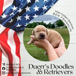 Goldendoodle and Golden Retriever Puppies from Duerr's Doodles & Retrievers