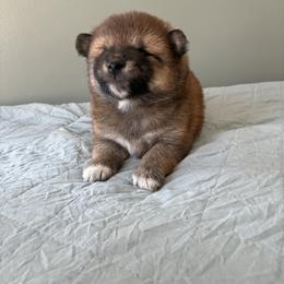 Remi - Red male Shiba Inu puppy in Monett, Missouri from Happy Tails Shiba Inus