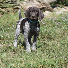 German Shorthaired Pointer Puppies from Magic City Gun Dogs