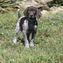 German Shorthaired Pointer Puppies from Magic City Gun Dogs