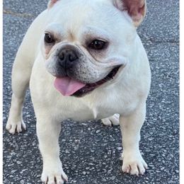 Bailey - French Bulldog