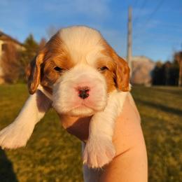 Finn - Blenheim male Cavalier King Charles Spaniel puppy in Highland, Utah from Furever Cavaliers