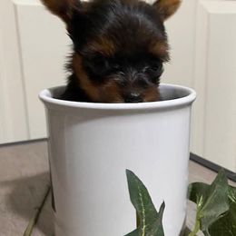 Yorkshire Terriers from Perfectpups