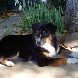 Australian Shepherd All Grown Up from Jamara Aussies