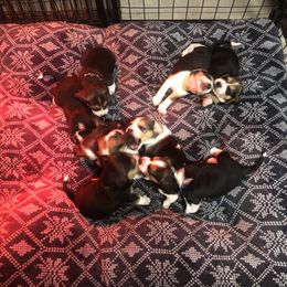 Beagle Puppies from Beech Grove Beagles