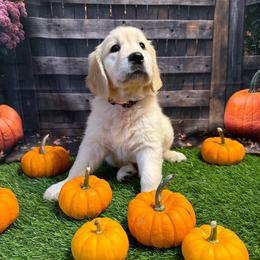 Girl 3 (Rollei) (red collar) - Light golden female Golden Retriever puppy in Hubbard, Ohio from Whickering Pines Golden Retrievers