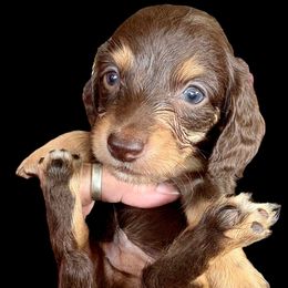 Chocolate and Tan Male - Chocolate and tan male Dachshund puppy in Medina, Ohio from STORIED DOXIES