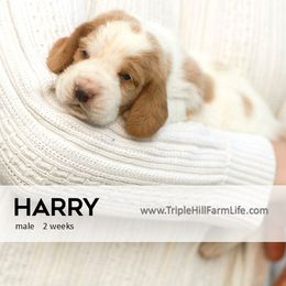 Harry - Mahogany and white male Basset Hound puppy in Jefferson City, Missouri from Triple Hill Farm