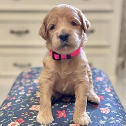 Snow White-Pink - Apricot female Goldendoodle puppy in Bay City, Texas from Charming Doods Goldendoodles