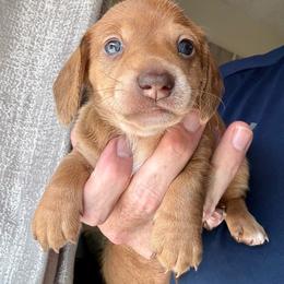 Strawberry shortcake - Red female Dachshund puppy in Orlando, Florida from Weiner Wunderland of Central Florida