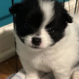 Girl 2 - Pomeranian puppy in Kansas City, Missouri from S&K Pomeranians