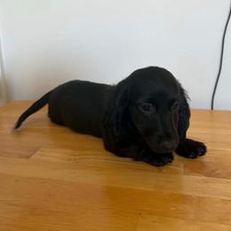 Trooper - Black male Dachshund puppy in Lumber City, Georgia from Willow Run LLC