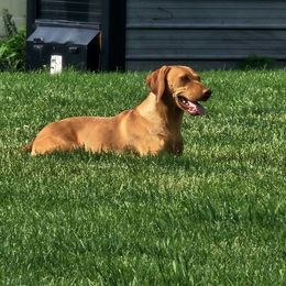 Lindee - Vizsla