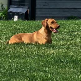 Lindee - Vizsla